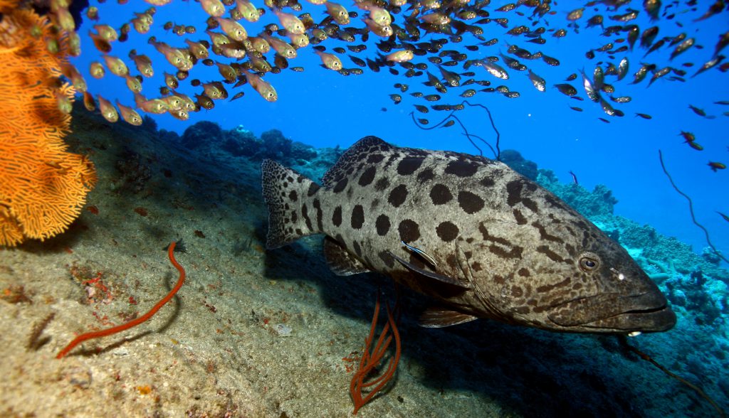 Great Barrier Reef diving Port Douglas