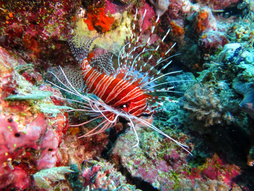 Lionfish on the Great Barrier Reef