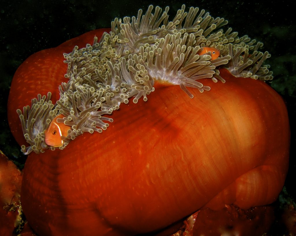 Anenome Fish, scuba diving Port Douglas Cairns