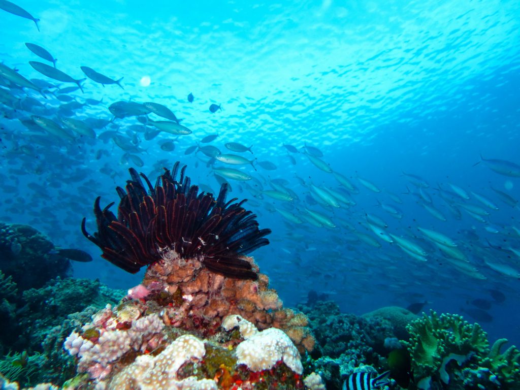 Underwater reef scence on the agincourt reefs