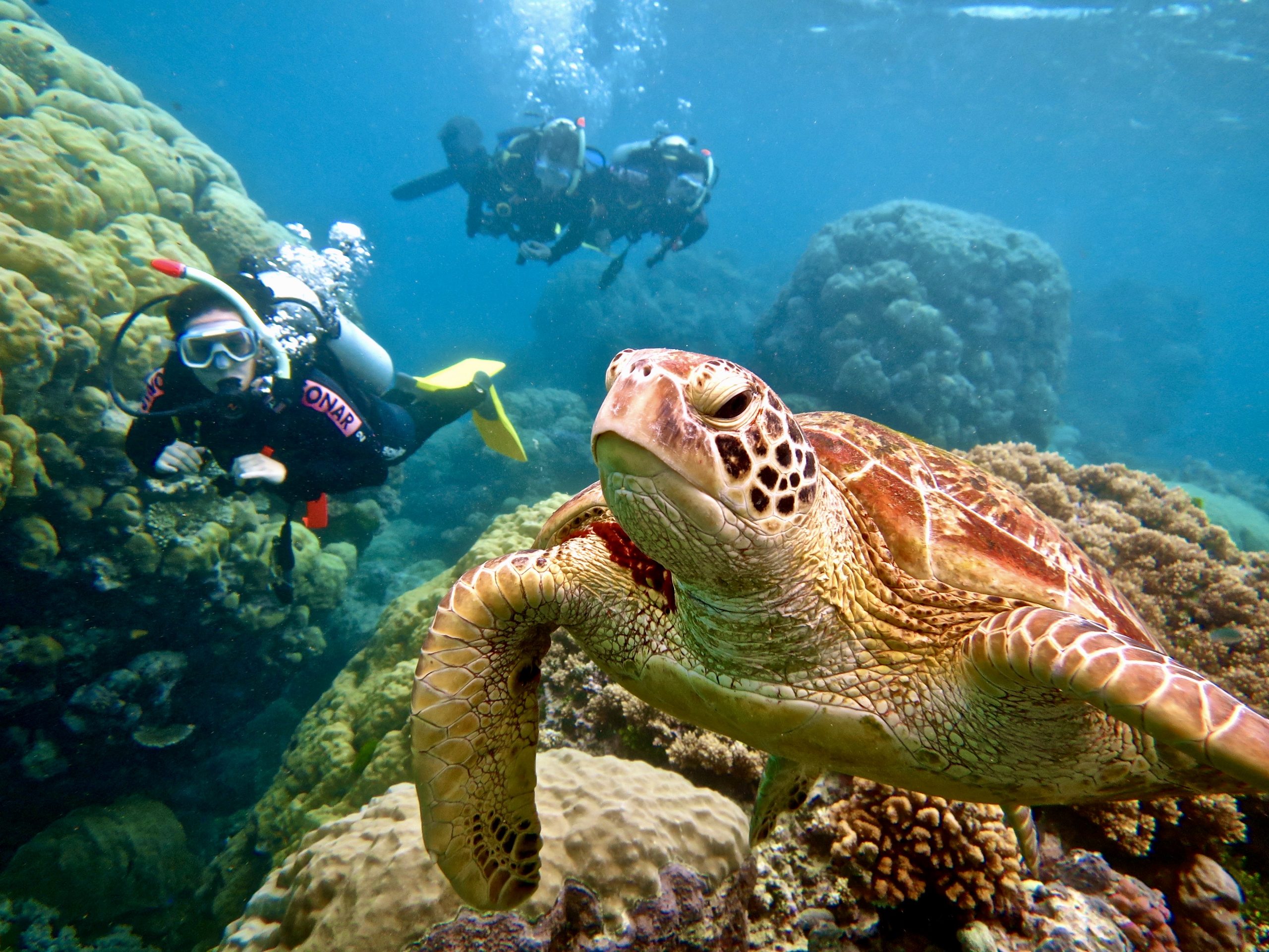 Scuba diving Port Douglas