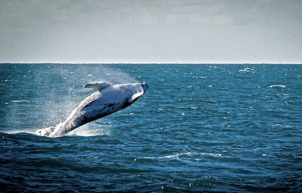 Humpback Whale breaching - Scuba Diving Port Douglas.