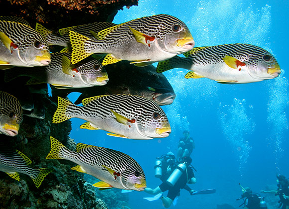 diving tour great barrier reef