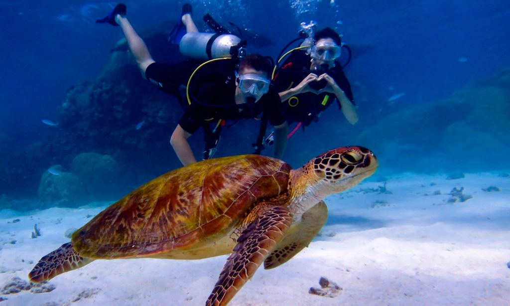 Green turtle Port Douglas scuba diving