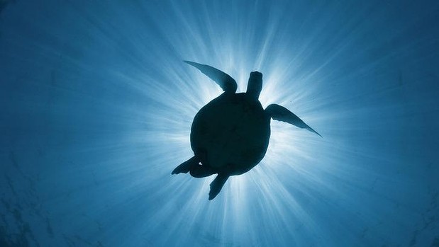 Opal reef turtle silhouette